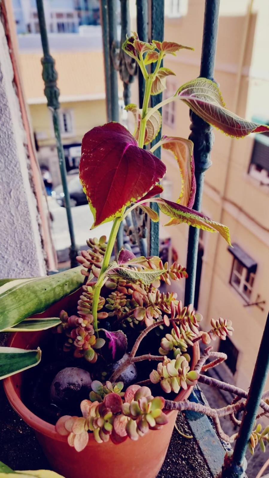 Charming Central Apartment To Rent Lisboa Exterior foto